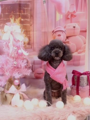 20241220ボーロくん